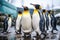 Group of king penguins in the zoo. King penguin Aptenodytes patagonicus, Group of king penguins in the zoo. Wildlife scene from