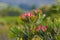 Group of King protea blooms, Protea cynaroides