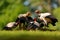 Group of King vulture, Costa Rica, large bird found in South America. Wildlife scene from tropic nature. Condor with red head feed