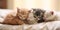 A group of kittens laying on top of a bed. Generative AI image.