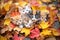 a group of kittens playing in a pile of autumn leaves