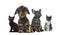 Group of kittens and puppies sitting, isolated