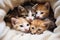 Group kittens sitting on cat towel.