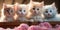 A group of kittens sitting on top of a wooden box. Generative AI image.