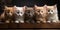 A group of kittens sitting on top of a wooden table.