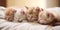 A group of kittens sleeping on top of a bed. Generative AI image.