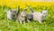 Group of kittens walking on a dandelion field