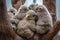 group of koalas in a tree, hugging each other and hanging on with their claws