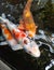 A group of koi fish swimming in the ornamental pond of a house.