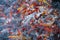 A group of Koi or jinli or nishikigoi or brocaded carp - the colored varieties of the Amur carp or Cyprinus rubrofuscus, that are