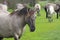 A group konik horses grazing in the fields