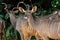 Group of Kudu Antelopes