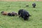 A group of kunekune piglets