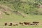 Group of Kyrgyz horses resting in alpine scenery, near Bokonbayevo, Kyrgyzstan