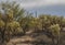 Group of La Jolla Jumping Cactus of Southwest Arizona Desert