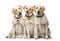 Group of Labrador Retriever dogs sitting