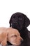 Group of labradors retrievers on white background