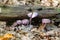 A group of Laccaria amethystina mushrooms in forest