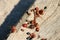 A Group of Ladybugs on Weathered Wood