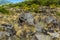 A group of large boulders of  volcanic material at the edge of an old lava flow from Mount Etna, Sicily