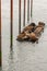 group of large brown sealions in oregon