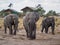 Group of large elephants walking between safari tents at lodge, Botswana, Africa