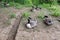 A group of large friendly ducks relaxing. Finsbury Park