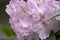 a group of large light pink flowers on a rhododendron