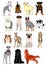 Group of large and middle dogs breeds hand drawn chart