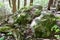 Group of large mossy boulders hosting ferns along hiking trail at Algonquin Park