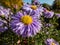 Group of large, powder puff blue daisy-like flowers with yellow eyes Michaelmas daisy or New York Aster Aster novi-belgii `