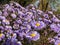 Group of large, powder puff blue daisy-like flowers with yellow eyes Michaelmas daisy or New York Aster Aster novi-belgii or