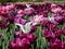 Group of large, showy and brightly colored - pink and purple tulip tulipa flowers in bright sunlight. Spring-blooming flowers