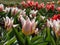 Group of large, showy and brightly colored - pink, rosy, red and orange tulip tulipa flowers in bright sunlight. Spring-blooming