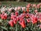 Group of large, showy and brightly colored - pink, rosy, red and orange tulip tulipa flowers in bright sunlight. Spring-blooming