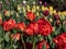 Group of large, showy and brightly colored - red, yellow and orange tulip tulipa flowers in bright sunlight. Spring-blooming