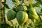 A group of large unripe green tomatoes on a plant. Green tomatoes in a greenhouse