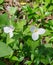 Group of Large White Flowered Trilliums, Trillium grandiflorum