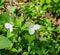 Group of Large White Flowered Trilliums, Trillium grandiflorum