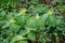 Group of Large Yellow Trillium - Trillium luteum