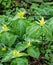 Group of Large Yellow Trillium - Trillium luteum