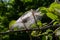 Group of Larvae of Bird-cherry ermine Yponomeuta evonymella pupate in tightly packed communal, white web on a tree trunk and