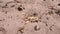 Group of Larvae of White Worms Crawls in Wet Dirty Sand in the Rays of Sunlight