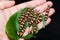 Group of last instar Leopard Lacewing Cethosia cyane caterpill