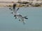 Group of Laughing Gulls Flying Over Baby Beach