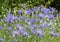 Group of lavender blue flowers of Michelmas daisy, Eurybia x herveyi â€˜Twilightâ€™ Aster macrophyllus `Twilight`