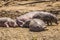 Group of lazy hippopotamuses lying on the muddy ground near the water in Masai Mara, Kenya