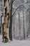 Group of leafless trees in snow-covered forest in winter