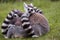 A group of lemurs sitting together