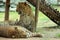 Group of Leopard resting and sleeping